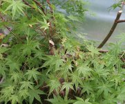 acer palmatum beni tsukasa 2025 05 21 (2).JPG