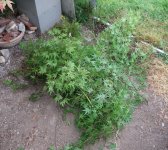 acer palmatum beni tsukasa 2025 05 21 (3).JPG