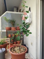 IMG_20250522_084835.jpg