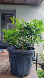murraya paniculata1.jpg