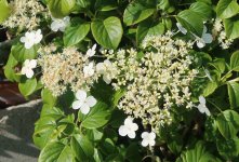 hydrangea petiolaris cordifolia 2025 05 22 (2).JPG