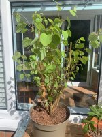 IMG_1916.jpeg