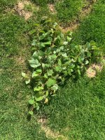 IMG_1918.jpeg