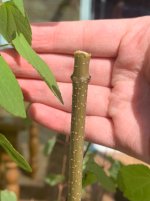 IMG_1919.jpeg
