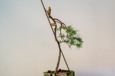 Virginia Pine Spring 2025.jpeg