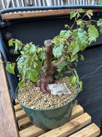 IMG_1759.jpeg