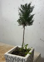 IMG_2665.jpeg