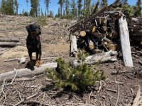 Western White or Whitebark 2 .jpeg Western White or Whitebark 2 .jpeg