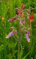 Northeastern beardtongue-.jpg