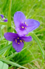 Spiderwort-.jpg