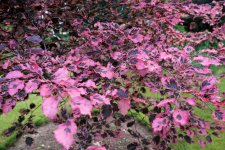 Fagus-sylvatica-Roseomarginata-Tricolor-2.jpg