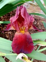 Iris.jpg