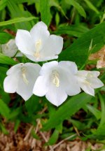 Paper Bellflower.jpg