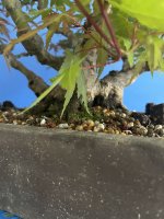 IMG_8525.jpeg