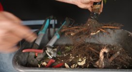 _4_broom_roots.jpg _4_broom_roots.jpg