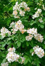 Multiflora Rose- .jpg
