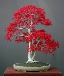 red maple.jpg