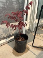 IMG_8095.jpeg