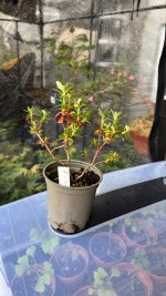 IMG_4416.jpeg