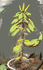 IMG_4009.jpeg