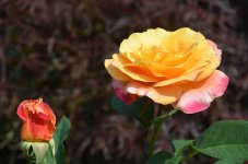 DSC_2622.JPG