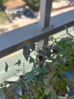 IMG_6176.jpeg