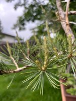 IMG_4781.jpeg
