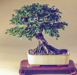 Mark's Milwaukee Bonsai 3.jpg Mark's Milwaukee Bonsai 3.jpg