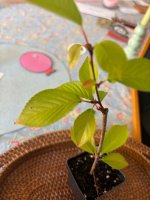 IMG_2068.jpeg