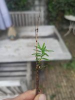 IMG_20250607_210523.jpg