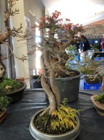 IMG_8345c.JPG