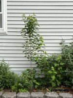 IMG_5386.jpeg