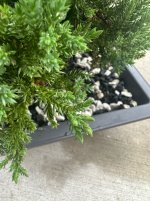 IMG_8125.jpeg