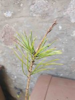 20250608_091508.jpg 20250608_091508.jpg