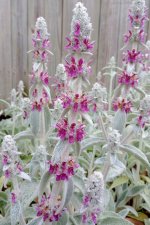 Lamb's-Ear.jpg