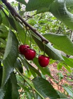 IMG_1041.jpeg