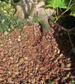 acer palmatum beni chidori 2025 06 10 (1).JPG