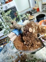 Cork Oak 4.jpg