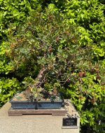 madrid_arbutus_unedo.jpg