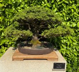madrid_picea_glehnii.jpg