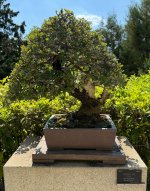 madrid_quercus_ilex.jpg