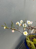 IMG_3514.jpeg