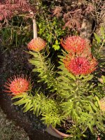 thumbnail_IMG_9385.jpg