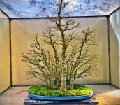 Japanese Maple Forest.jpeg