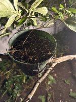 IMG_3996.jpeg