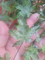 IMG_20250615_180808.jpg