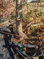 2022 Tree 1-2-min.jpg