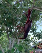 IMG_8152.jpeg