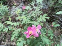 IMG_20250617_084419_198.jpg