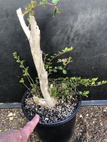 Azara microphylla bonsai 2JPG.JPG Azara microphylla bonsai 2JPG.JPG